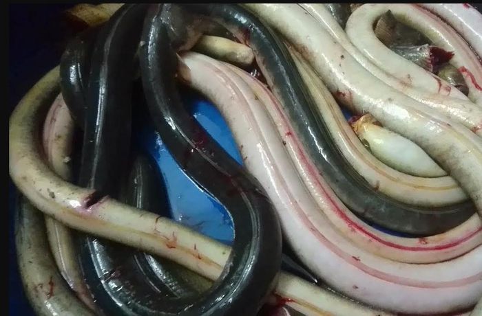 Điều kỳ thú ở loài cá nhìn như rắn, có ở Việt Nam - Báo Kiến Thức