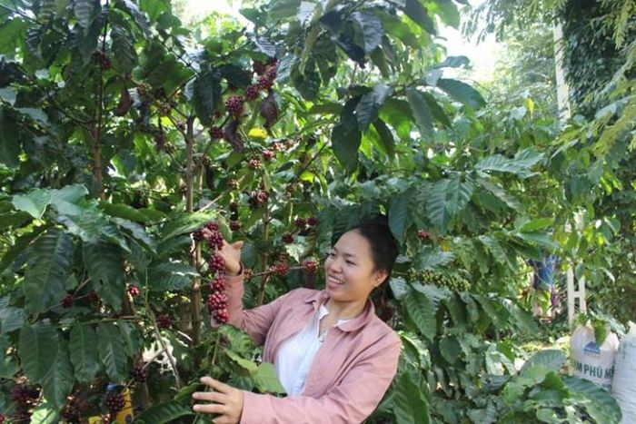 Trải nghiệm thu hoạch cà phê cùng nông dân.