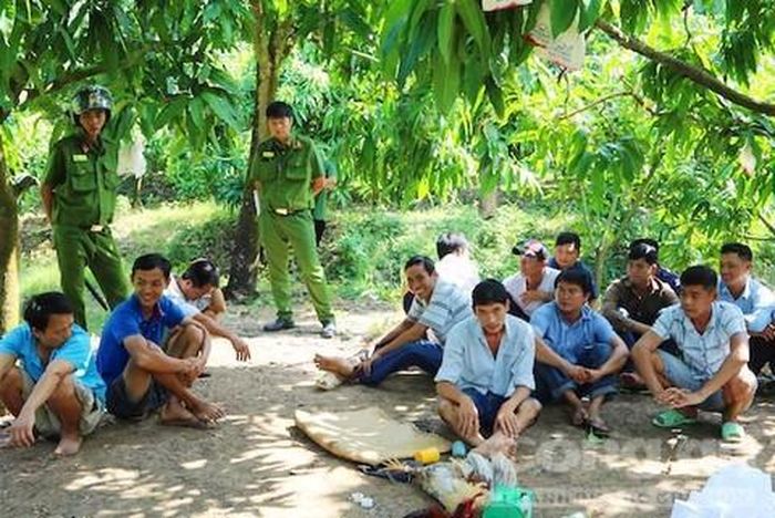 Một tụ điểm đá gà ăn tiền trong vườn xoài đã bị công an triệt phá.
