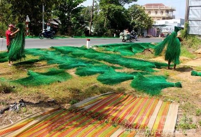Phụ nữ dệt chiếu còn đàn ông phơi lác và những chiếc chiếu đã dệt.