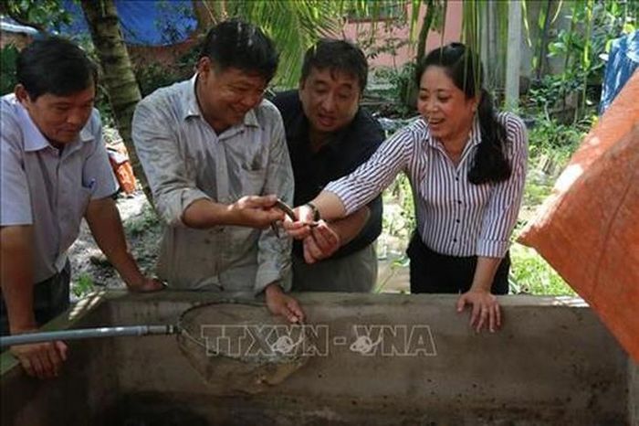 Ông Đặng Văn Hai (thứ 2 từ trái sang) giới thiệu lươn hậu bị với khách tham quan mô hình. Ảnh: Minh Trí - TTXVN