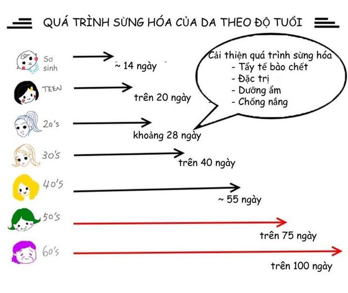Càng lớn tuổi, quá trình sừng hóa diễn ra càng chậm, gây tác động xấu đến làn da, bất kể là nam hay nữ. Đồ họa: A. Phạm. 