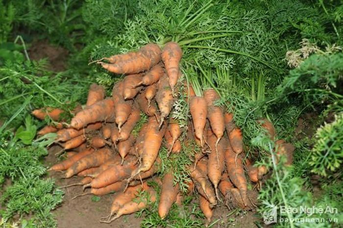 Năng suất thấp nên người trồng cà rốt cho biết không bõ công chăm sóc. Ảnh: Diệp Phương