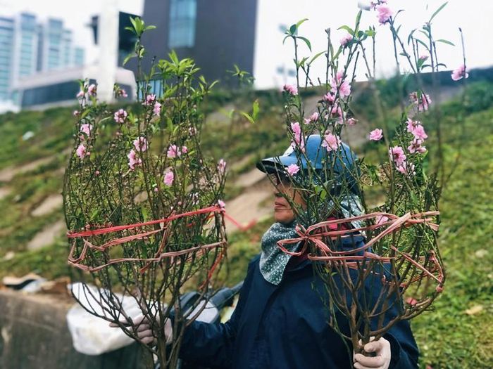 Với người nông dân trồng đào thì mỗi cành đào, cây đào được bán đi sẽ mang đến gần hơn cho họ và gia đình một cái Tết ấm no, sung túc.