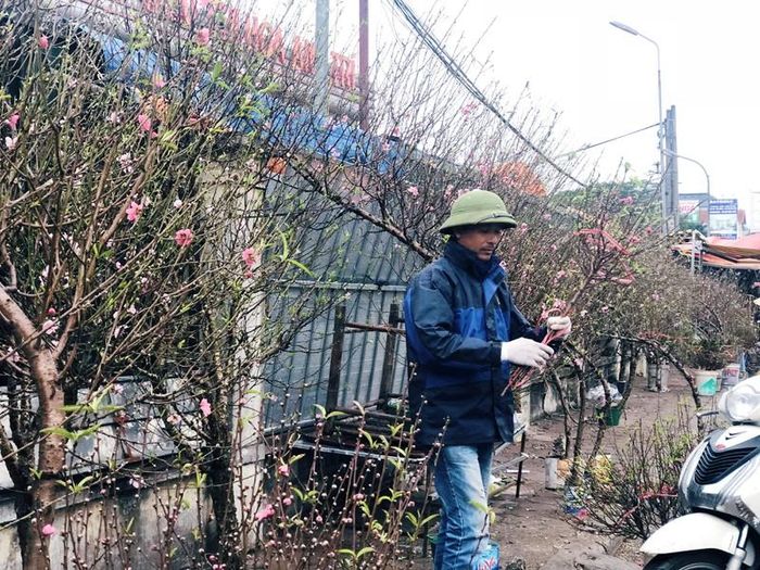 Chưa vào dịp cận Tết nên thường người dân chỉ mua những cành đào nhỏ về thắp hương hoặc trưng chơi trong nhà.