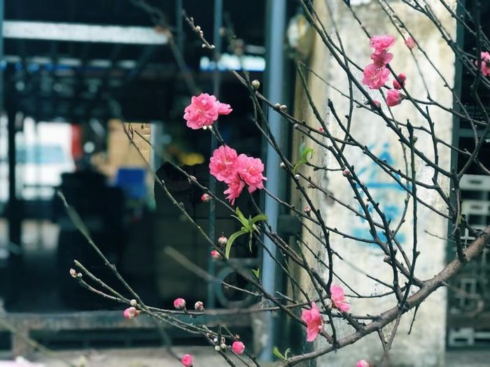 Ở miền Bắc, có lẽ không có loài cây, loài hoa nào mang hơi thở mùa Xuân đậm đà hơn được sắc thắm của hoa đào. Bởi vậy người ta vẫn hay thường nói với nhau rằng: “Thấy hoa đào là thấy Tết”.