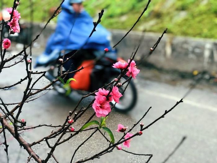 Những cơn mưa phùn, gió bấc cùng cái lạnh tê tái cũng chẳng làm sắc hoa đào nhạt màu đi hay khiến cánh hoa mỏng manh rơi rụng. Trái lại, dường như càng trong giá lạnh những bông hoa đào lại càng trở nên thắm đậm và tươi tắn hơn. Phải chăng, chính vì lẽ đó mà hoa đào đã trở thành biểu tượng của mùa Xuân, biểu tượng cho sức sống tràn đầy.