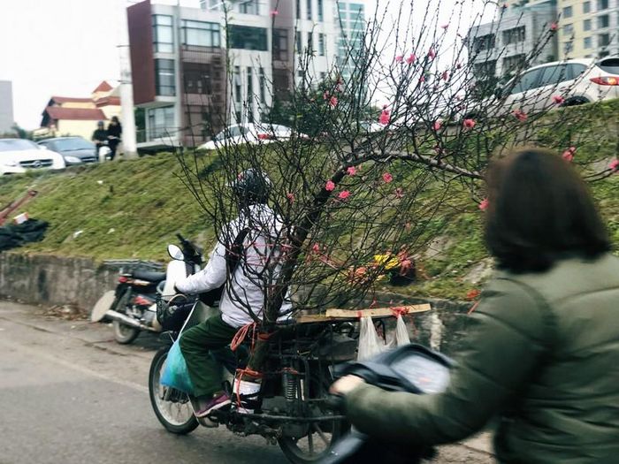 Một cây đào được chở ngang trên đường phố dường như cũng “chở” cả mùa xuân về theo.Sắc hoa đỏ thắm, tươi tắn như sưởi ấm cái tiết trời giá lạnh của Thủ đô và làm rạo rực cả lòng người trong những ngày cuối năm.