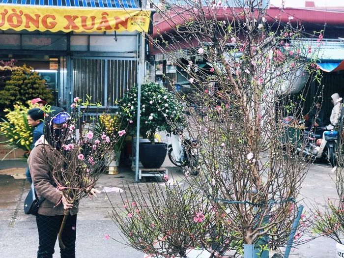 Còn với người mua đào, cành đào thắm sẽ giúp mang hơi thở, không khí mùa Xuân về sưởi ấm cho căn nhà của họ. Chị Nguyễn Thị Lan (Tây Hồ, Hà Nội) chia sẻ chị thường có thói quen mua đào sớm về cắm trong nhà để gia đình ấm cúng và có không khí ngày Tết hơn.