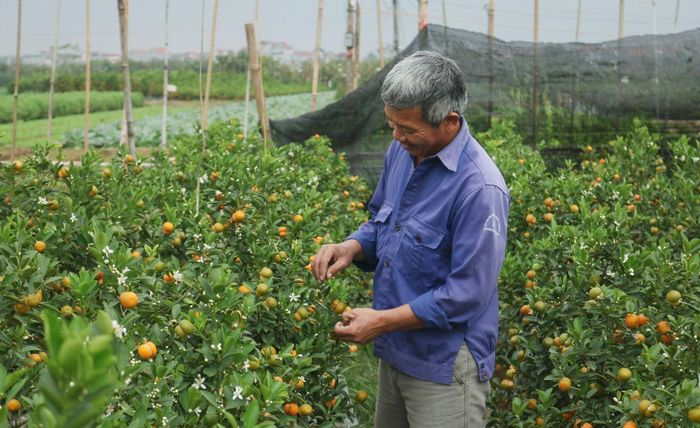 Để giữ quả, tạo dáng quýt hồ lô, nhà vườn luôn sát sao chăm sóc cây rất cẩn thận.