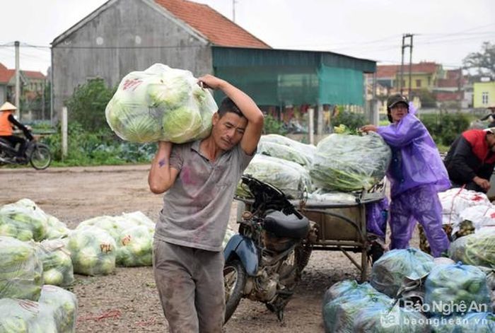 Bà con nông dân xã Quỳnh Lương (Quỳnh Lưu) thu hoạch rau trong niềm vui được giá. Ảnh: Xuân Hoàng