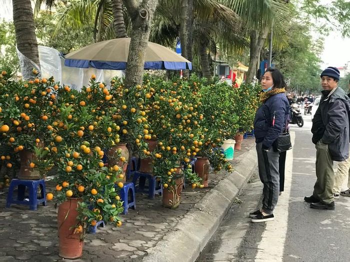  Tết đến, xuân về, phần lớn các gia đình Hà thành không thể thiếu cành đào, chậu quất - những cây mà theo quan niệm dân gian mang phúc lộc đến nhà bởi cảnh lá xum xuê, có quả xanh, quả chín, nhánh non... Quất được bày bán dọc đường Lạc Long Quân với giá dao động, cây nhỏ trung bình 300.000 đồng/chậu, cây lớn 1 triệu - 4 triệu đồng/chậu. 