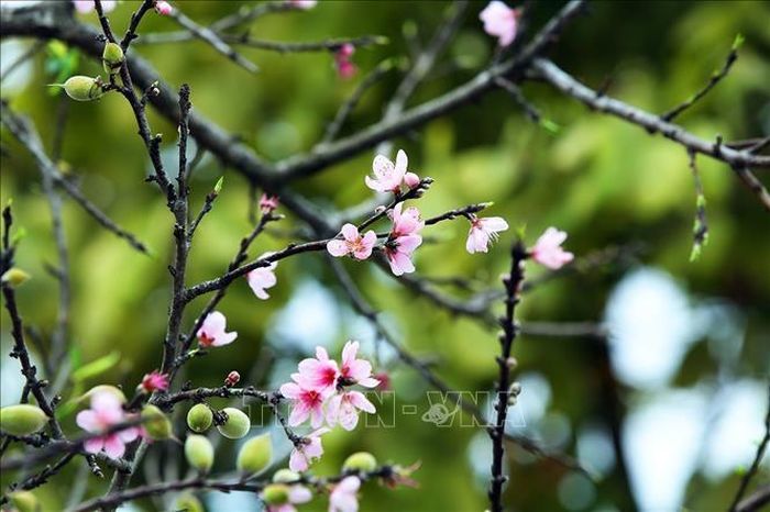 Những bông hoa đào rừng khoe sắc đón xuân.