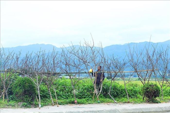 Chăm sóc những cành đào rừng để chuẩn bị bán cho người dân chơi tết.