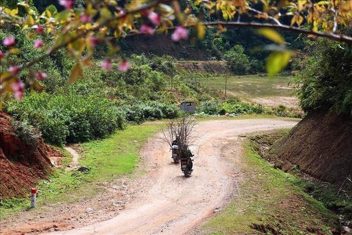 Những cành đào rừng được người dân chở về bán.