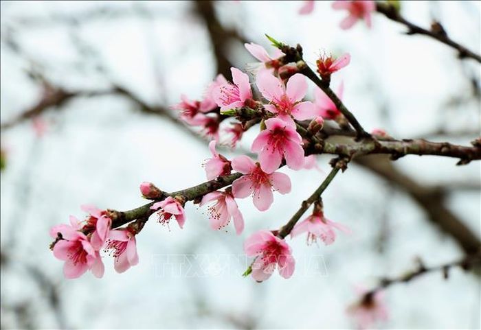 Những bông hoa đào rừng mang một vẻ đẹp riêng, đậm chất núi rừng.