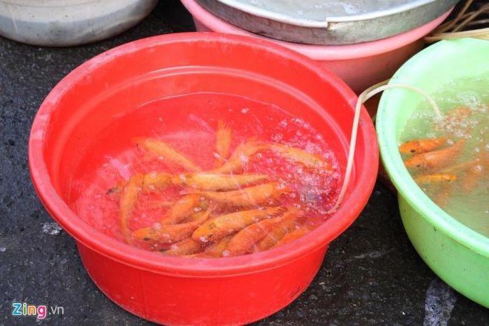 Cá chép đưa ông Táo về trời cũng đã được bán ở các chợ sáng nay. Ảnh: Phúc Minh.