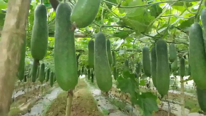 Bí xanh là loại thực phẩm kiềm tính, nhiều nước và chứa rất ít nhân purin, có khả năng thanh thải acid uric qua đường tiết niệu khá tốt.