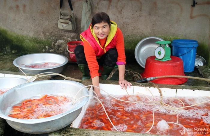 Mấy năm trở lại nay, cá vàng được ươm, nuôi nhiều tại các địa phương trong tỉnh, nên chợ tràn ngập cá vàng. Một phụ nữ buôn cá ở chợ Cồn (Thanh Chương) cho biết, hôm nay chị lấy về 1 tạ cá chép vàng để bán phục vụ tết ông Táo.