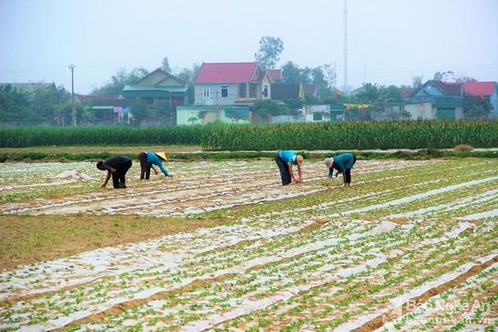 Bà con nông dân lo lắng thời tiết nắng nóng kéo dài sẽ ảnh hưởng đến sự phát triển của lạc vụ Xuân. Ảnh: Quang An