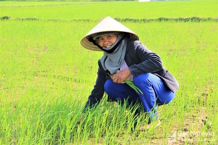 Bà con nông dân huyện Nam Đàn cũng ra đồng từ ngày mồng 3 Tết để chăm sóc lúa. Ảnh: Quang An