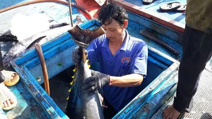 Khoang tàu đầy ắp cá của ngư dân sau những ngày “quên Tết”. Ảnh: Tr.Định