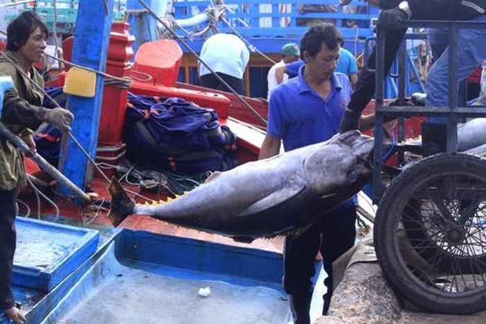 Vừa cập cảng cá Quy Nhơn sau 19 ngày xuyên Tết bám biển, ngư dân Lê Văn Bi (49 tuổi, ở xã Hoài Hương, huyện Hoài Nhơn, tỉnh Bình Định) chủ tàu cá BĐ 95991 TS vui mừng chia sẻ: “Chuyến biển này tàu tôi đánh bắt được 59 con cá ngừ đại dương, ước đạt khoảng hơn 2 tấn cá. Với giá cá ngừ đại dương hiện tại 130.000 kg, tổng thu khoảng 250-260 triệu đồng, sau khi trừ chi phí còn thu 120-130 triệu đồng, chia cho bạn thuyền mỗi người 6 - 7 triệu đồng”. Ảnh: Tr.Định