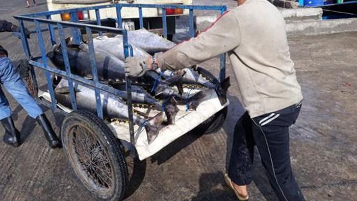 Với giá cá ngừ đại dương hiện tại 130.000 kg, sau khi trừ chi phí nhiều tàu cá trúng đậm sau chuyến biển xuyên Tết. Ảnh: Tr.Định 