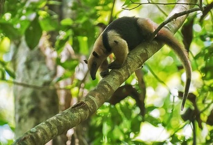 Thú ăn kiến nhỏ.