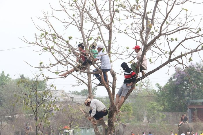 Nhiều người tìm những vị trí trên cao để có thể theo dõi cuộc tranh tài của các chú voi