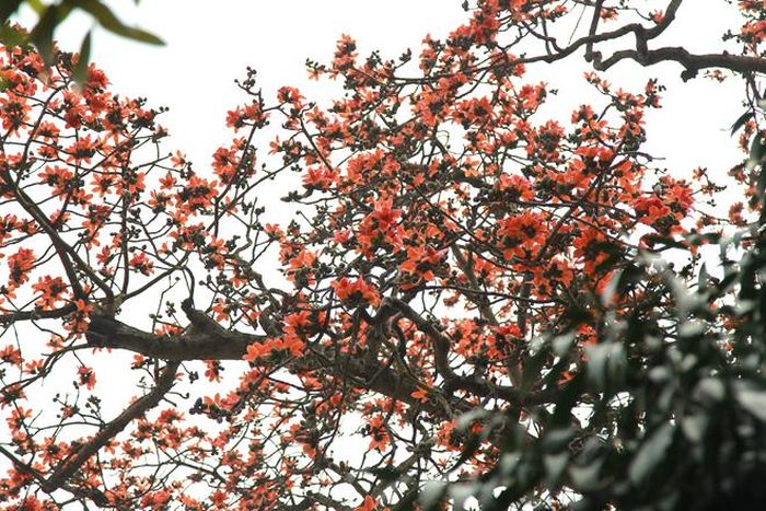 Hoa gạo khiến bao người ngẩn ngơ, mê mẩn, đến độ chỉ cần nhắc đến tháng 3 là nghĩ đến mùa hoa gạo nở.