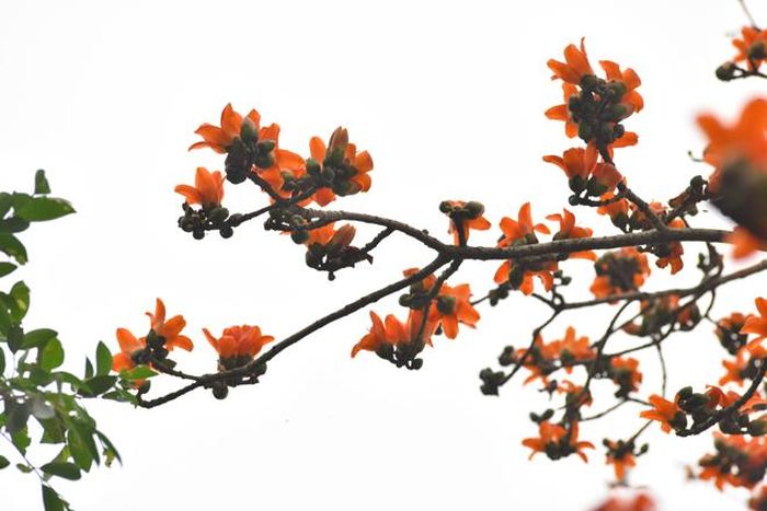 Sắc đỏ hoa gạo nở rực cả một góc trời.