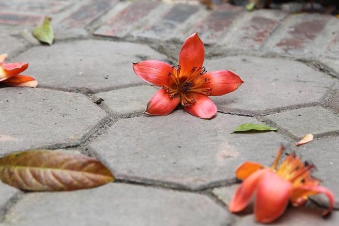 Hoa gạo mang vẻ đẹp thô mộc, giản dị.