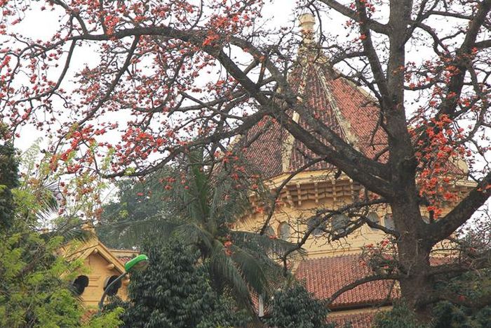 Cây gạo còn có tên gọi Mộc miên, Pơ lang, ở Hà Nội không trồng nhiều, nhưng vào mùa hoa nở, sắc đỏ hoa gạo luôn nổi bật so với các loài cây hoa khác.