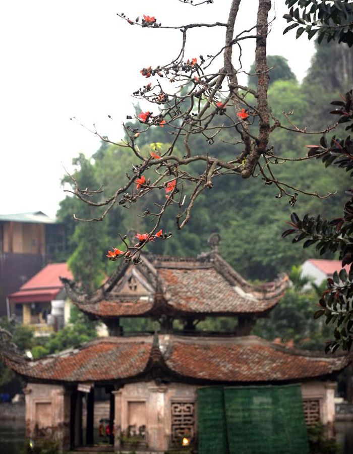 Chùa Thầy từ lâu đã nổi tiếng không chỉ ở truyền thuyết kỳ ảo, linh thiêng xung quanh cuộc đời thiền sư Từ Đạo Hạnh, mà còn bởi cây gạo rất đẹp nơi đây.