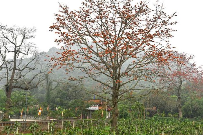 Cây hoa gạo gắn với khung cảnh làng quê Bắc Bộ đầy thơ mộng.