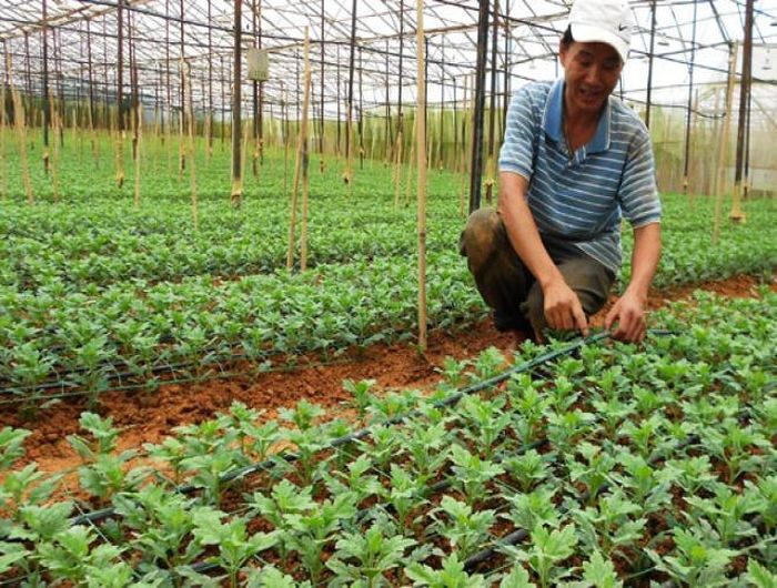  Rau quả mua từ người địa phương. Đa số chúng ta đều biết điều này, nhưng đây là một lời khuyên hay nếu có điều kiện thực hiện. Mua rau quả trực tiếp của người dân sẽ giảm đi thời gian vận chuyển và thời gian bảo quản, điều này sẽ giúp bạn giữ được nhiều chất dinh dưỡng hơn, giá cả cũng rẻ hơn so với mua ở những siêu thị 