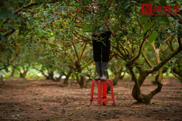 Nghề trồng dâu cũng như bao nghề khác, thời tiết là yếu tố ảnh hưởng rất lớn. Đặc biệt với quả dâu khá yếu, mưa lớn sẽ làm rơi rụng, thiệt hại nhiều.