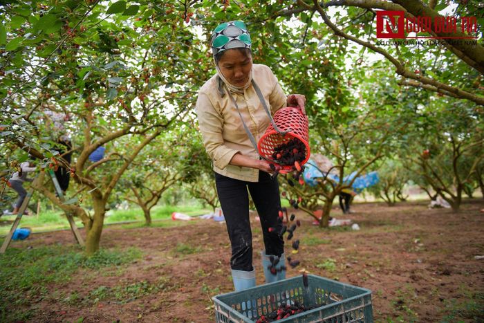 Người dân hái dâu từ sáng sớm, tập kết để dưới gốc có bóng mát tránh mất nước.