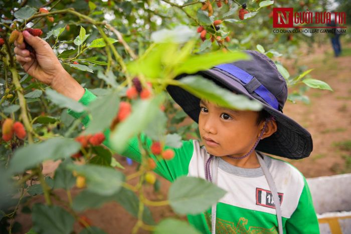Bé Sơn 6 tuổi, thu hoạch dâu phụ giúp ông bà.