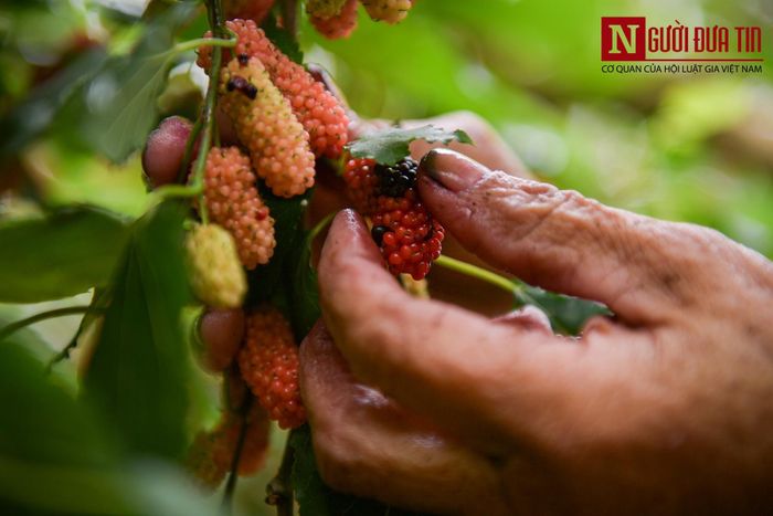 Dâu nhỏ dễ dập nát nên thu hoạch phải cẩn thận, khéo léo.