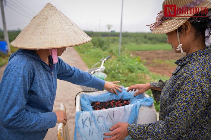 Các tiểu thương vào vườn thu mua với giá 15.000đ/kg.