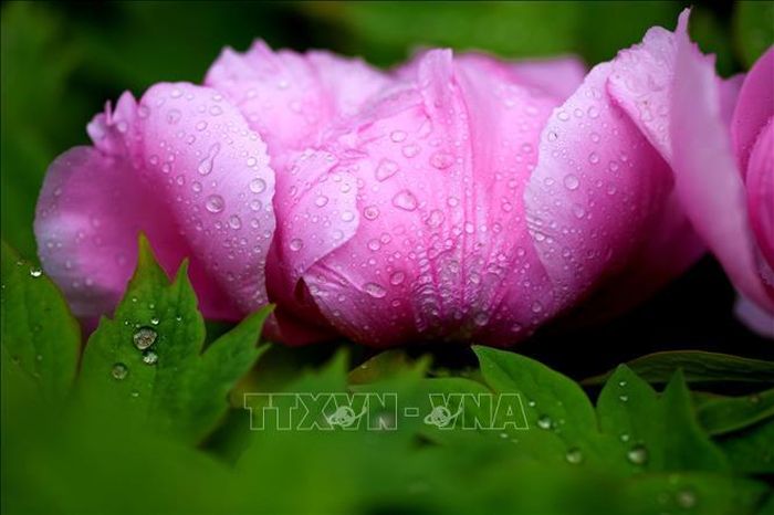 Hoa mẫu đơn khoe sắc tại tỉnh Hà Bắc, Trung Quốc. Ảnh: THX/TTXVN