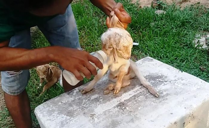 Anh Phú cho dê con bú bình với hy vọng dê con này sẽ phát triển bình thường như dê con còn lại