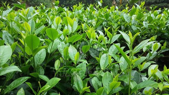 Huyện Văn Chấn (Yên Bái) cải tạo, trồng thay thế bằng giống chè lai LDP có năng suất chất lượng cao.