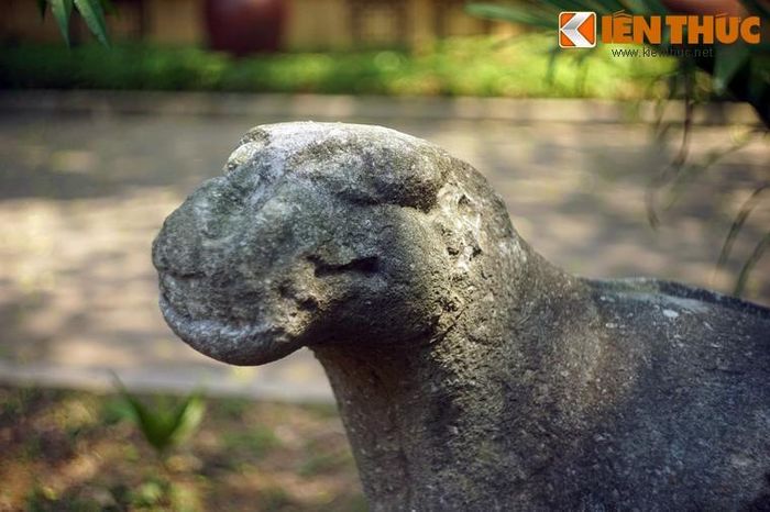 Đầu hổ hơi ngóc lên, mắt hướng về phía trước, đôi tai dỏng lên như đón nghe một tiếng động nào vọng từ nơi xa thẳm.