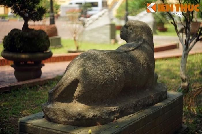 Lưng hổ uốn cong uyển chuyển, gợi lên cảm giác về sự mềm mượt của bộ lông.