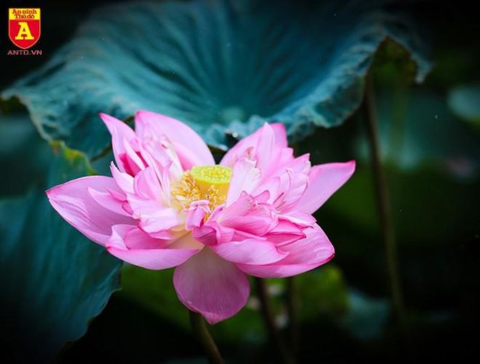 Hương sen tinh khiết làm dịu đi cái nắng oi ả của mùa hè