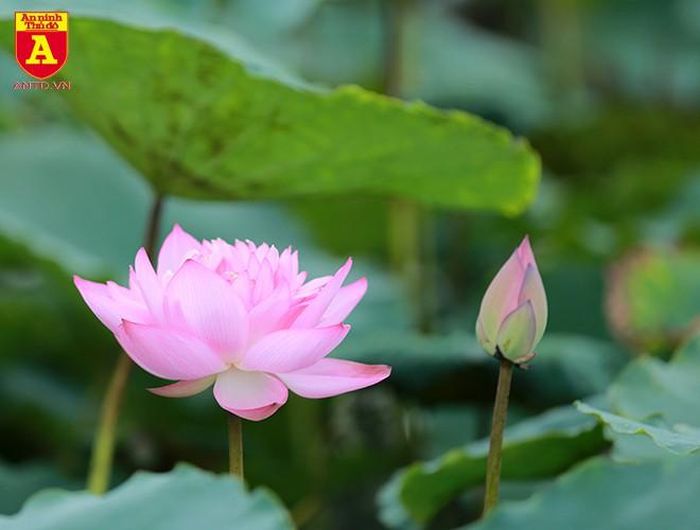 Hương sen thanh tao, ngan ngát giữa khung trời mùa hạ chính là món quà quý giá của thiên nhiên dành cho con người