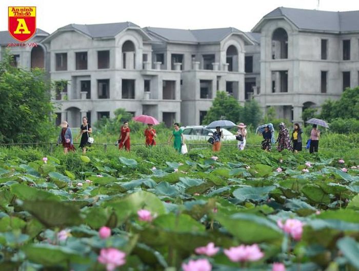 Khi những cánh sen bung nở cũng là thời điểm nhiều người tìm đến các hồ sen để chụp ảnh